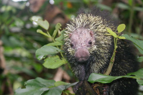 Costa Rica