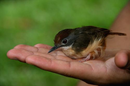 Malaysia (Borneo)