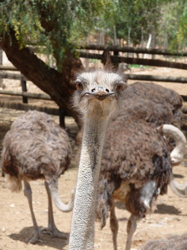 Südafrika